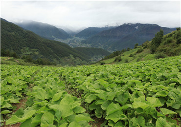 云木香GAP種植基地